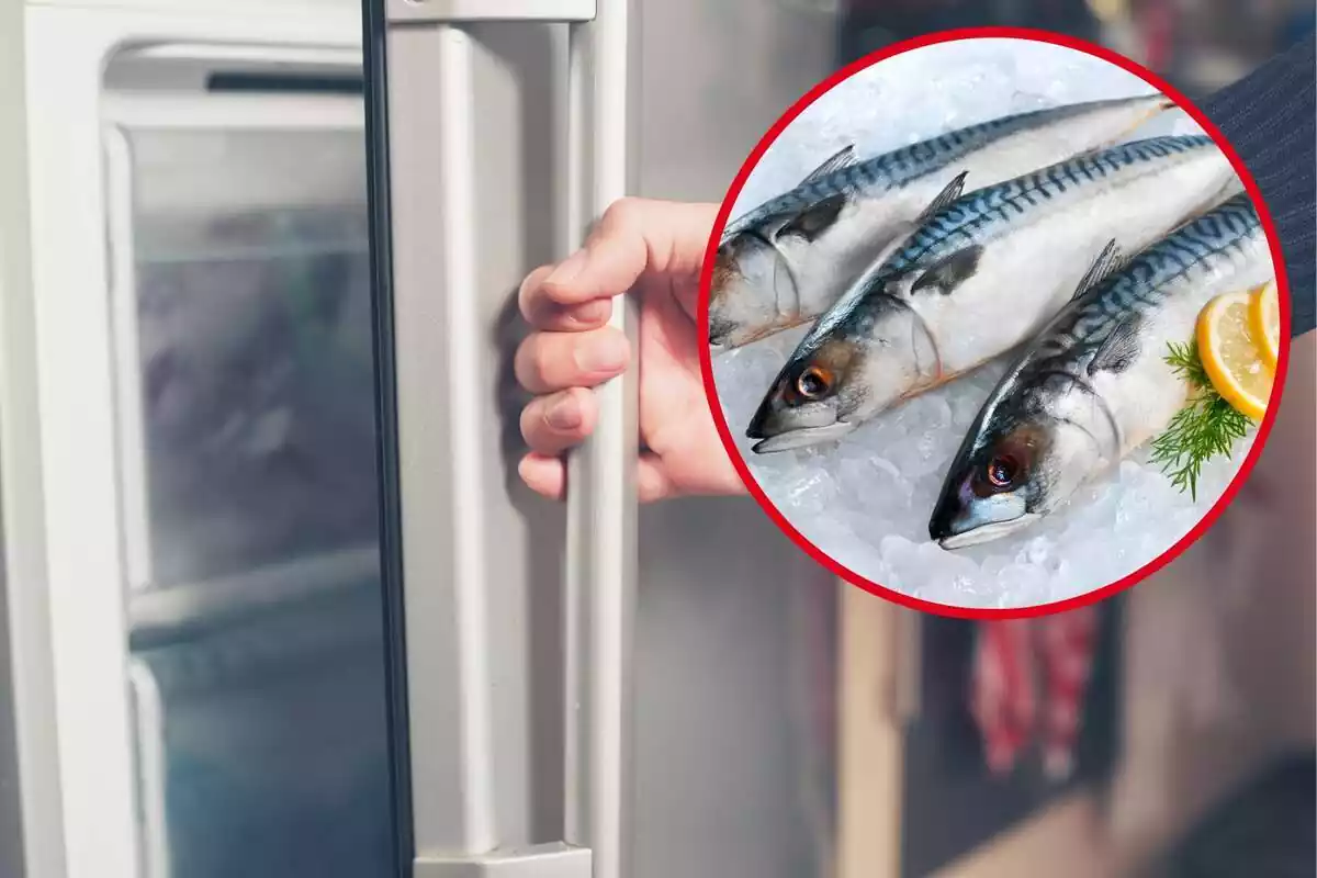 Montaje con una persona abriendo la puerta de un congelador y un círculo con tres pescados