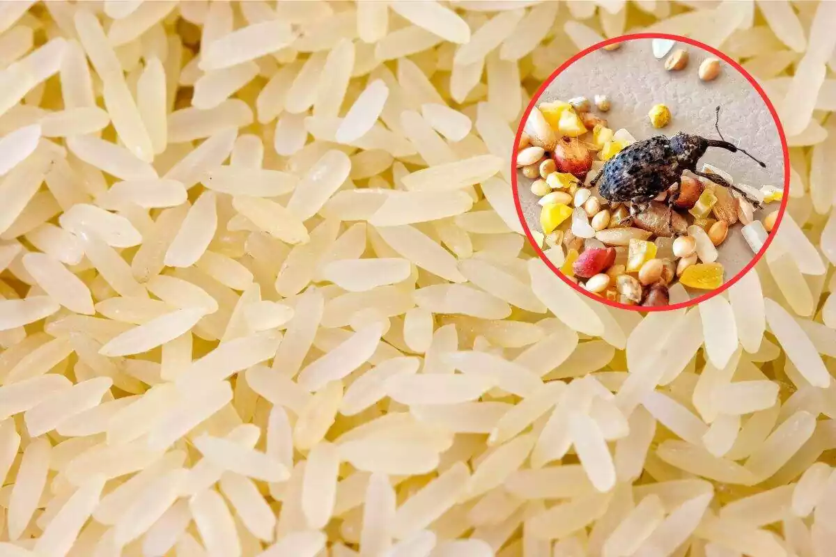 Foto detalle de un puñado de arroz y a la derecha círculo rojo y dentro foto de un gorgojo sobre varios restos de frutos secos