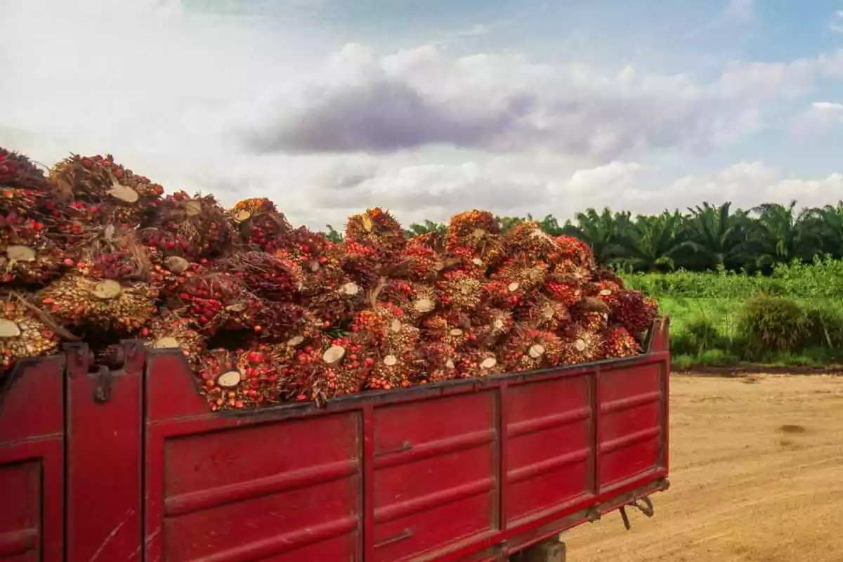 Foto de un camión rojo del que se ve la parte trasera llena de frutos rojos